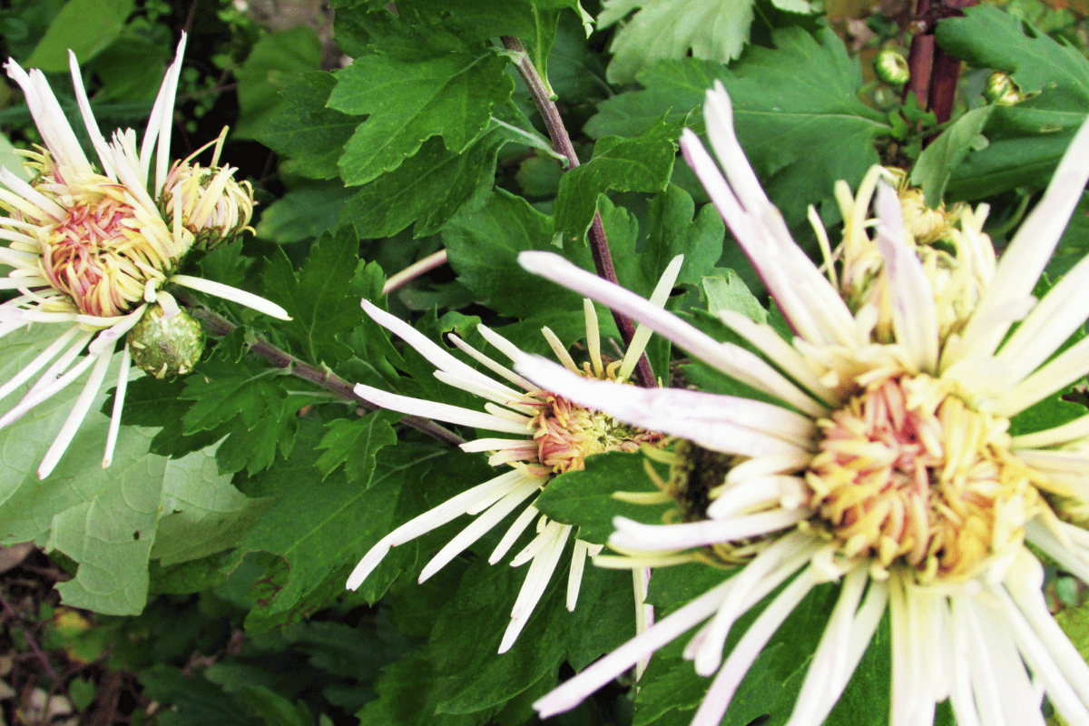 chrysanthemums spider type.png